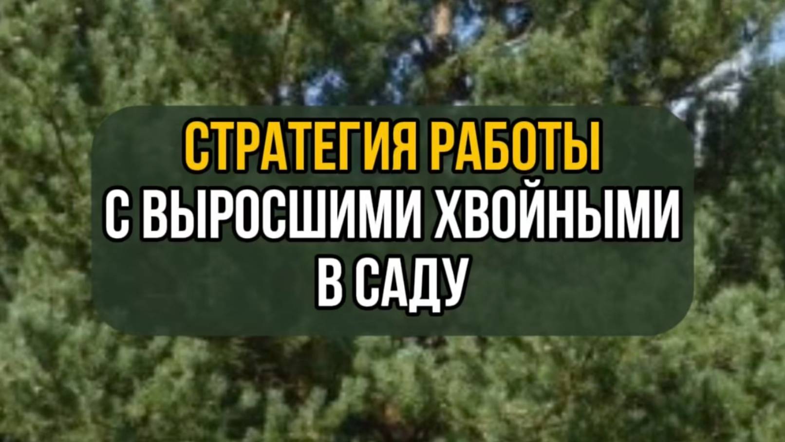 Стратегия работы с выросшими хвойными в саду. Часть 2