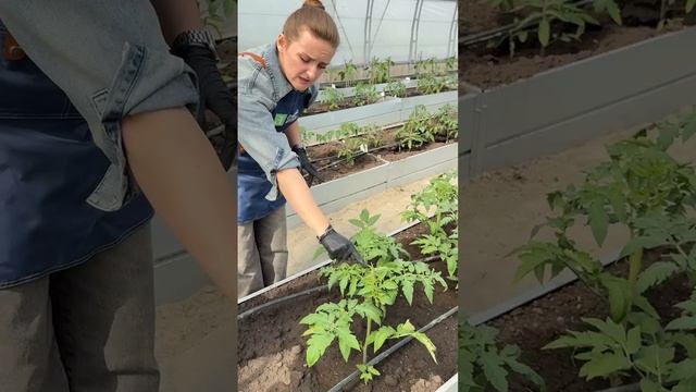 ИНДЕТЕРМИНАНТНЫЕ ТОМАТЫ. ЧТО ЭТО ТАКОЕ?