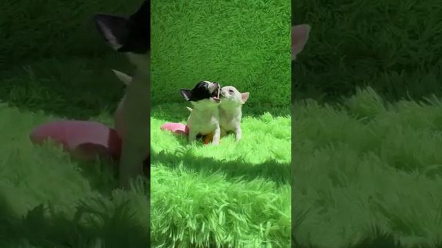 1000401419.mp4