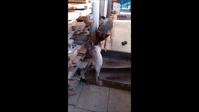 Собака. Кот. Том и Кос
