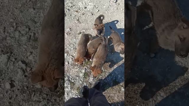 Нападение страшных животных на человека. Слабонервным не смотреть))