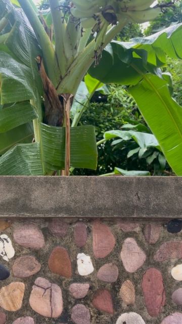 Banana 🍌