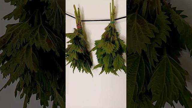 Ритулы самостоятельно. Крапива - чистит, защищает, помогает