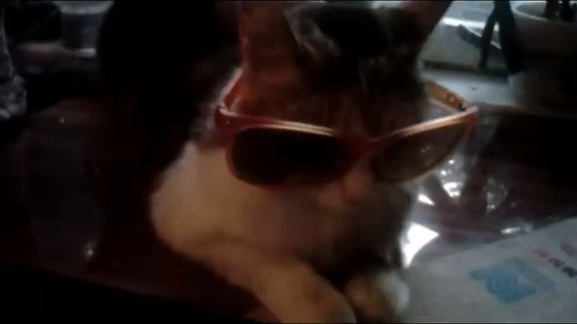 Мой кот любит хип-хоп :D