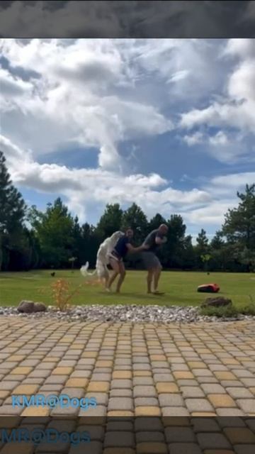 И только пёс знал, что это далеко не танец😉😂 ( видео про собак )