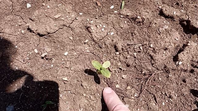 приехала проведать дачу после ливня..., погода супер, 21 мая.