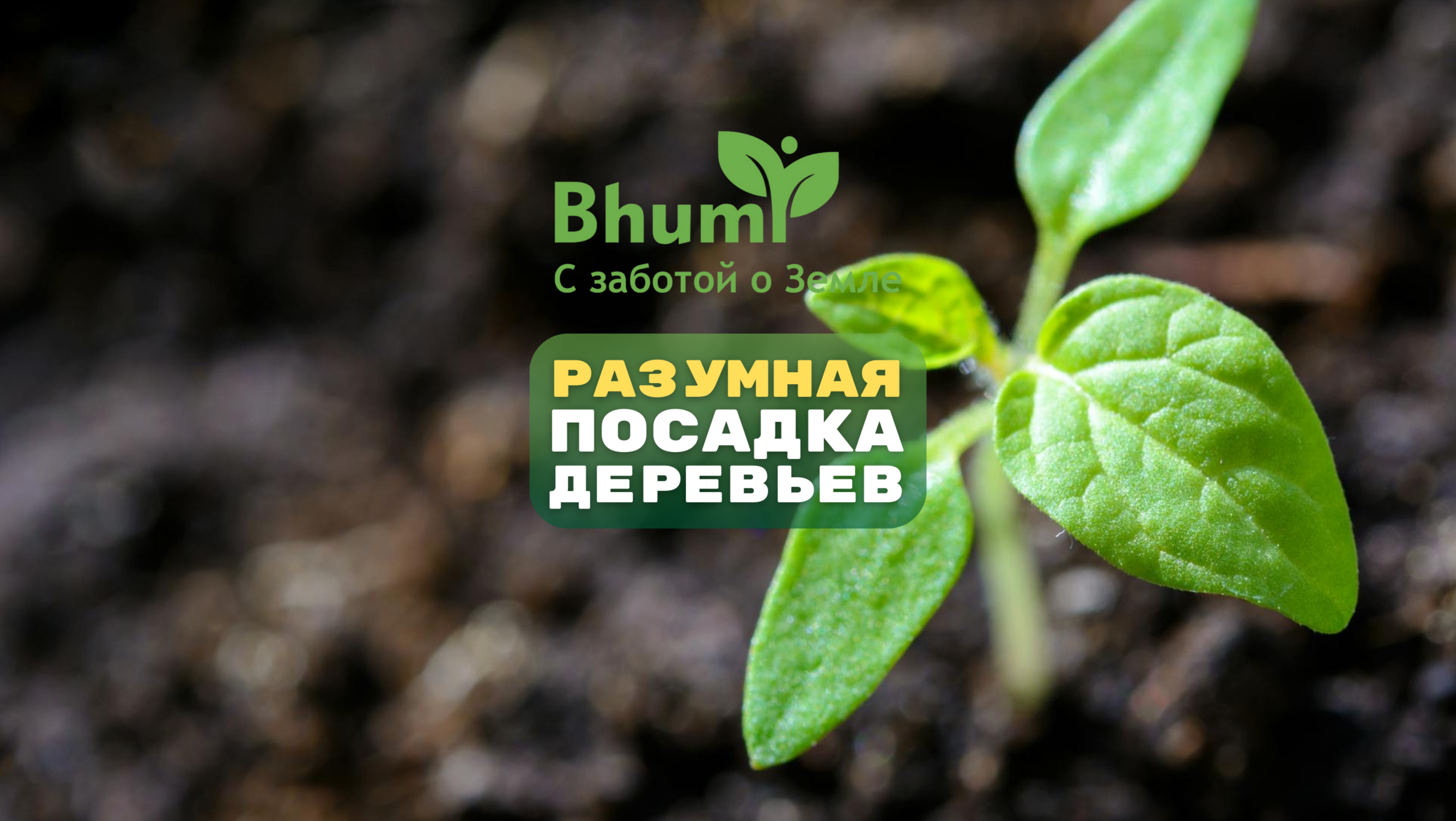 Разумная посадка деревьев #bhumi #органика #дерево #жизнь #симбиоз