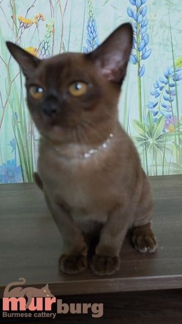 Питомник кошек породы бурма "MURBURG"