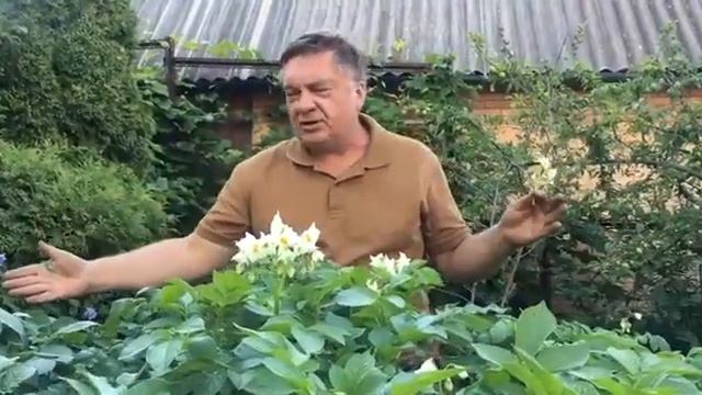 Цветы и картошка