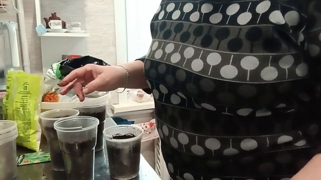 Сажу огурчики рассадой. сегодня 22мая, а на улице сыро и холодно.