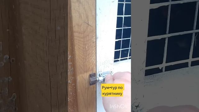 Что происходит на лужайке Подворья? #подворье #курятник #куры