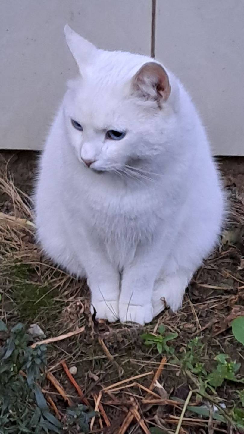 На контрасте. Кошка и кот.