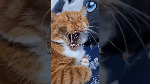 Базовый минимум от котов #кот #кошка #котик