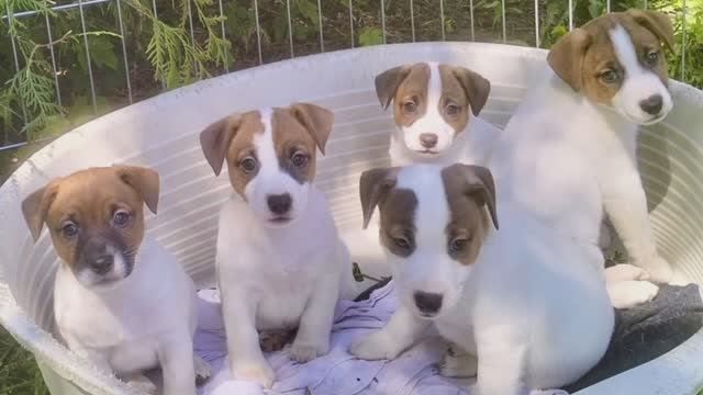 📞+7 960 532-41-22 Щенки 🐶🧿 Джек Рассел терьер ✍️ Заводчик Ольга Мамина