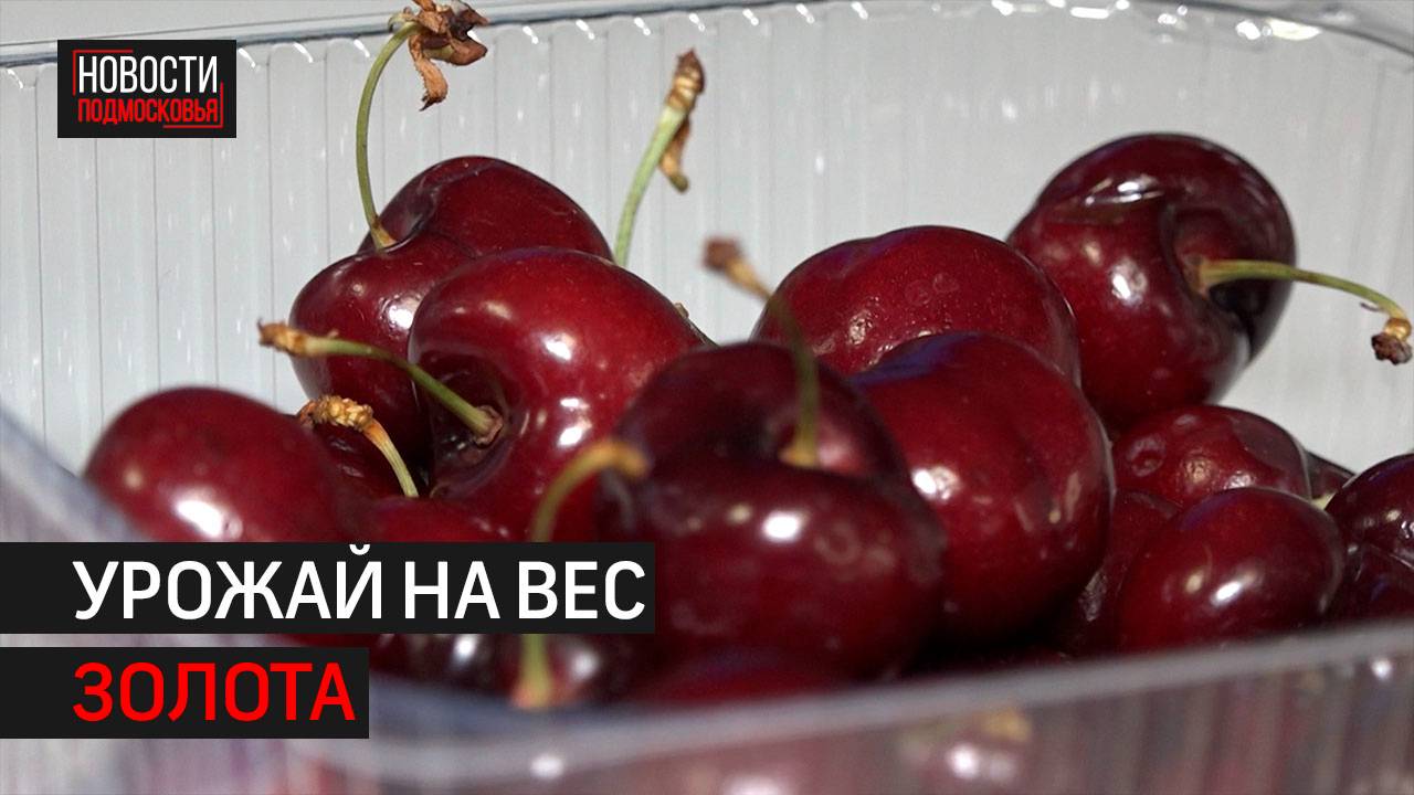 Цены на черешню и фрукты подскочили в Подмосковье // 360