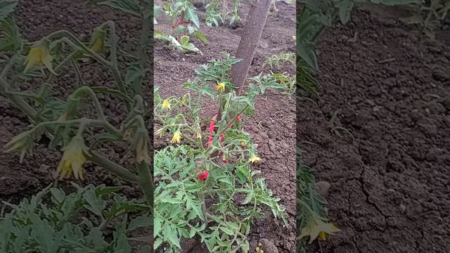 серебряная ель холодостойкие томаты