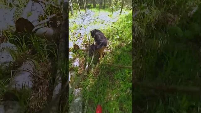 "Калейдоскоп весны" ❥ Приют в Малинках