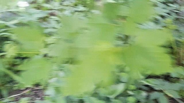 1000047516.mp4.  💃🔥РЯДОМОДНА КРАСОТА❤️ РАДУЮТСЯ ГЛАЗА И ДУША 🔥💃🖋️🚀🖋️🚀🖋️🚀🖋️
