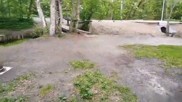 22-05-2025  Черёмуха цветет