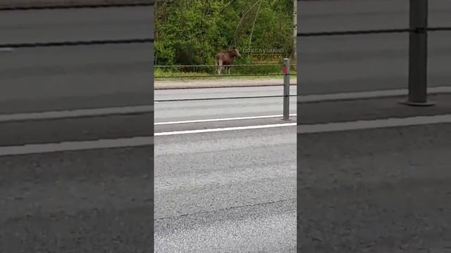 📸 Лось вышел на прогулку: смолянин снял лесного гостя на трассе М-1