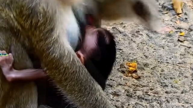 С молчаливого одобрения макаки  и с лёгкой  руки оператора вышел ещё один сюжет из ...1000007197.mp4