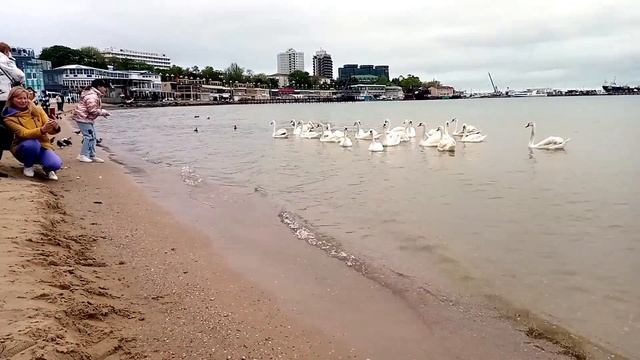 Лебяжьи пляжи Анапы - море птиц на популярном курорте в мае, центральные пляжи курорта Анапа