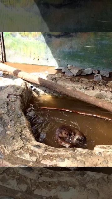 Доза позитива от выдры Макса.