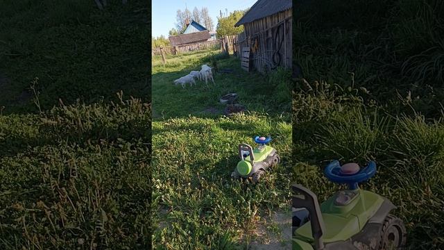 козлятушки ребятушки 😁