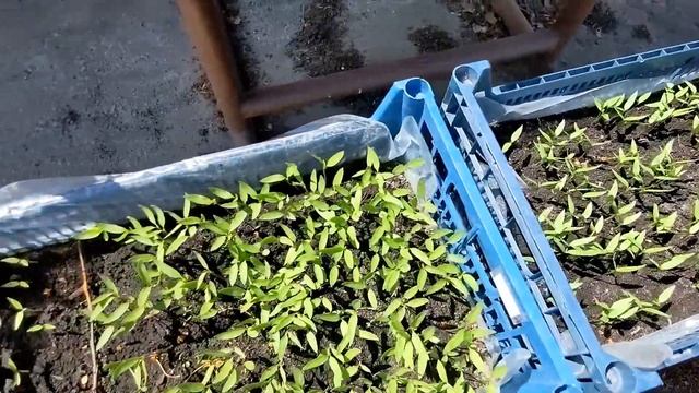 Розсада баклажан, перцю, броколі, романеско, гострого ?