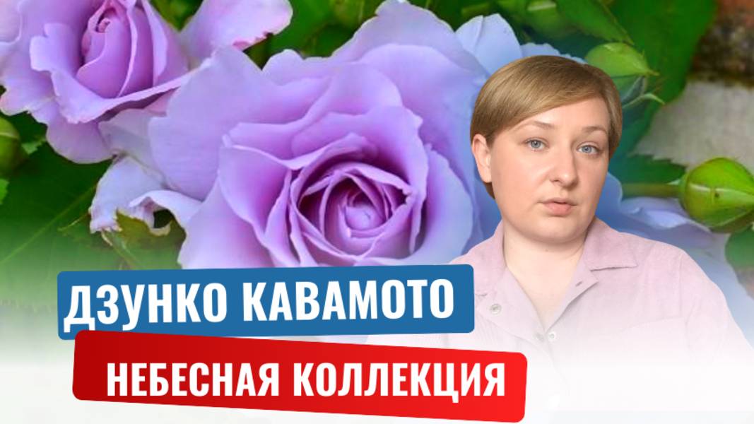 Энтузиаст розоводства ДЗУНКО КАВАМОТО и её "НЕБЕСНАЯ СЕРИЯ" роз.