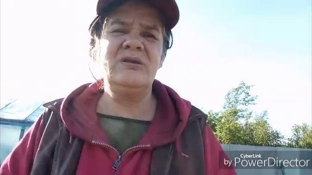 Минус один томат в теплице / Сегодня только полив.