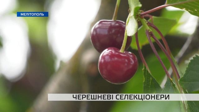 Мелітопольські селекціонери працюють над новими сорт