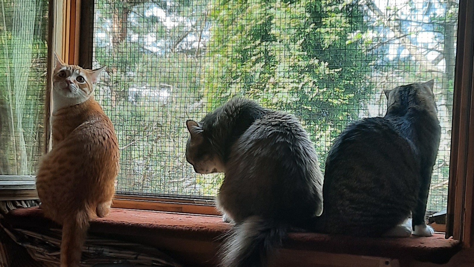 Котобанда и окно