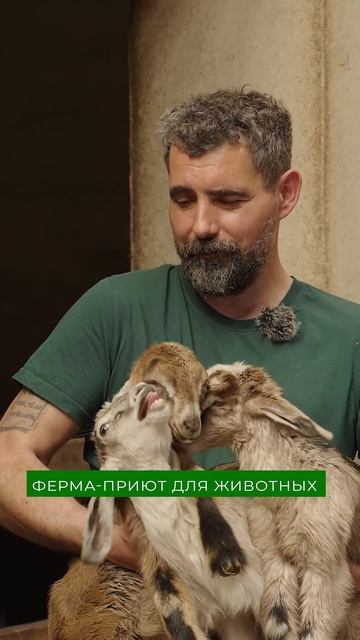 Как выглядят маленькие козлята? Самое милое, что вы видели!!