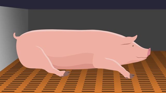 КРЕА ЭДВАНС -  для оптимизации пищеварения у свиней