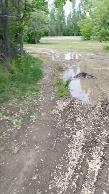 в магнит любой ценой