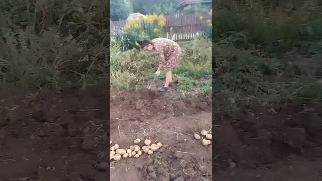 урожай картофеля 2024