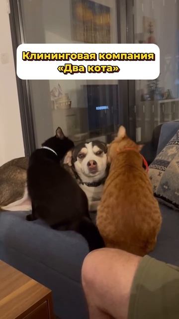 В такой клининг мы ходим 😹😹