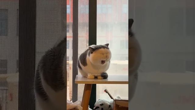 эмоции котиков