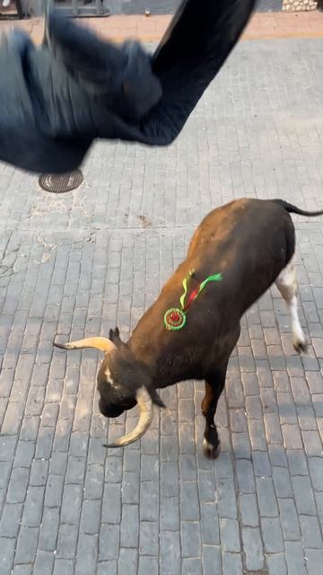 ¡Toro cerril en Useras! (¡Espectacular!) #toros #useres #bull