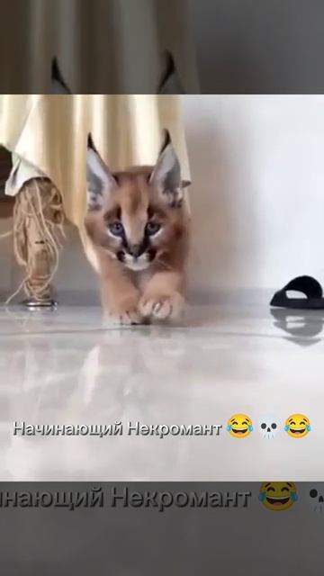 Начинающий Некромант 💀😂💀