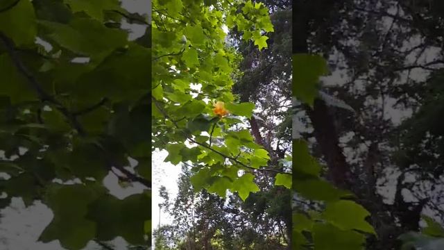 Лириодендрон тюльпановый цветёт в дендропарке Южные культуры