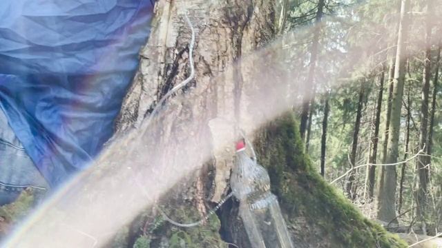 «Я в весеннем лесу». Доброе утро. Фрагмент выпуска от 21.04.2021