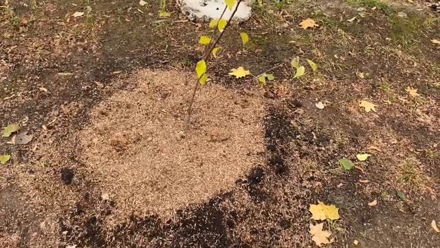 Укрываем розы и гортензии на зиму. Подготовили участо?