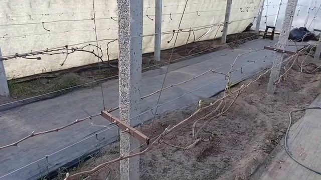 Инжир и виноград раскрыт.Цветение банана.