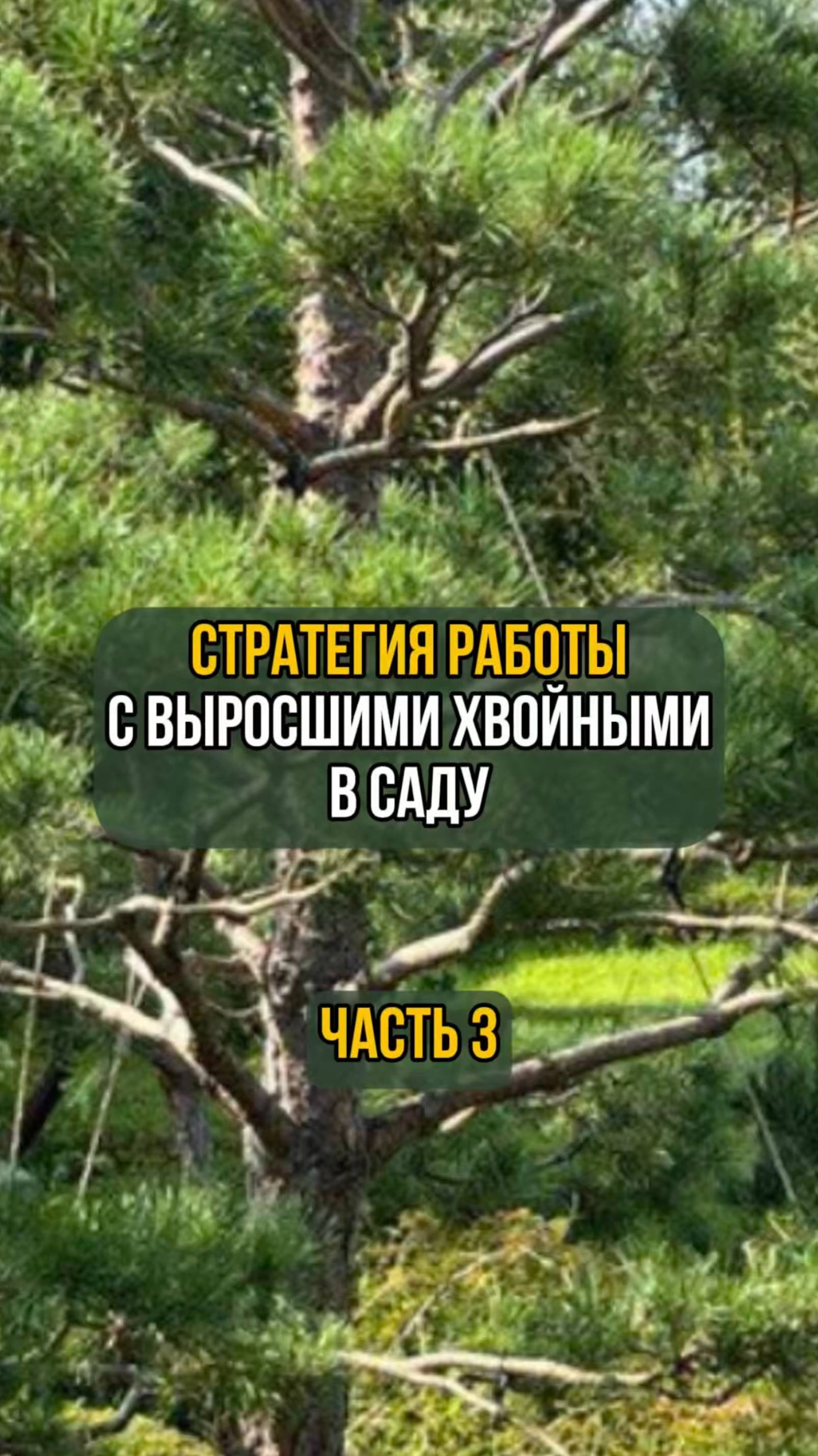 Стратегия работы с выросшими хвойными в саду. Часть 3