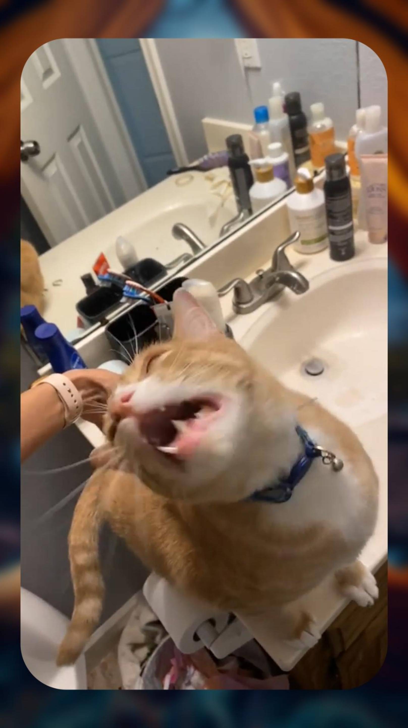 Котик БАЛДЕЕТ 🙀 Лучший день кота! 😸