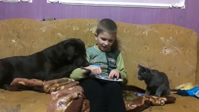 УЖАС!!! Парочка четвероногих разбойников оставили ребёнка голодным.