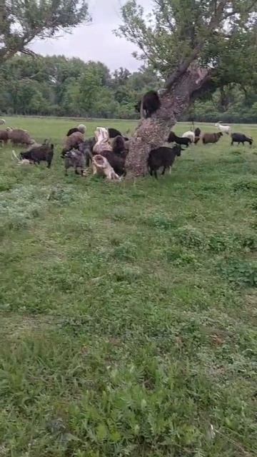 пуховый платок от производителя