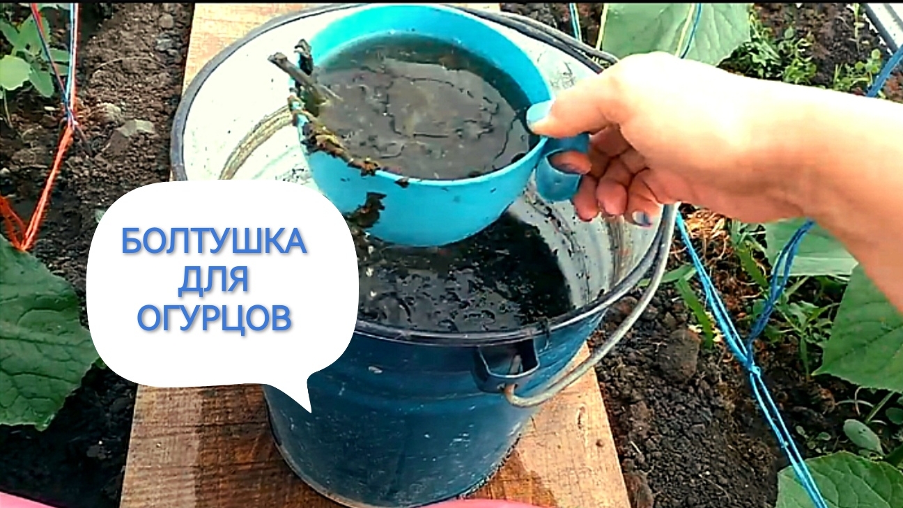 ПОДКОРМИТЕ огурцы в июне.Вкусная болтушка